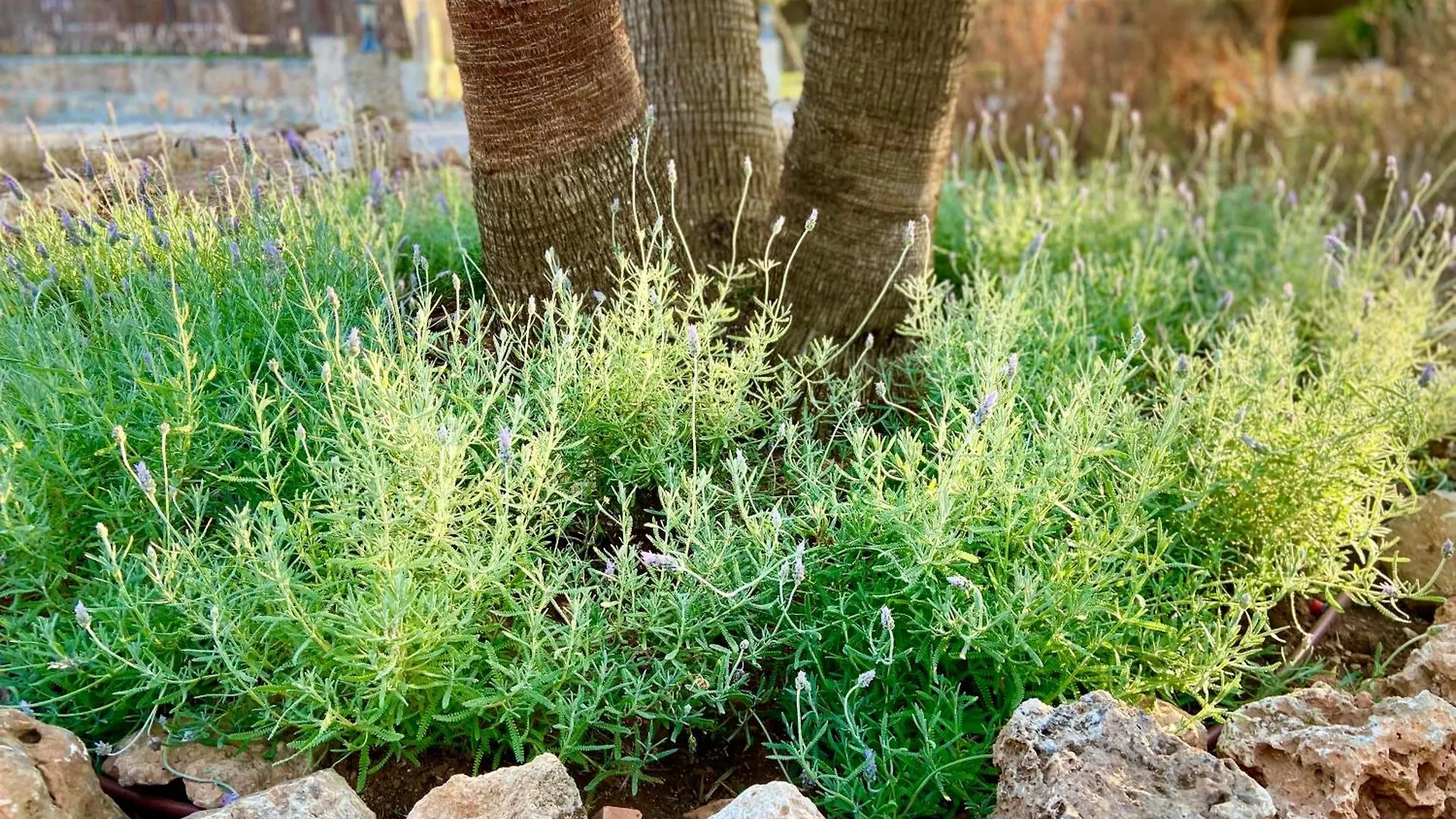 Finca Sa Canova Agroturismo كامبوس
